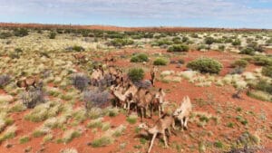 canning stock route tours